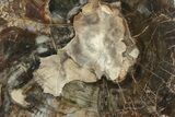 Colorful, Polished Petrified Wood Round - Washington #244656-1